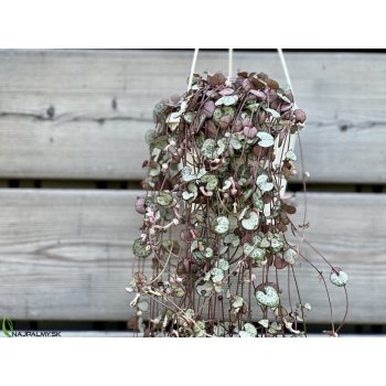 Ceropegia woodii (Lampášik) ´SILVER GLORY´ - kont. C1L, výška 80-90 cm - závesný kvetináč